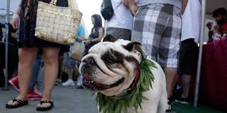 The pet emergency & specialty center of san diego is available when you need us. This Is Your Dog On Drugs Marijuana Poisoning On The Rise In Pets