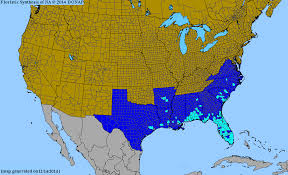 Image result for Oldenlandia angolensis