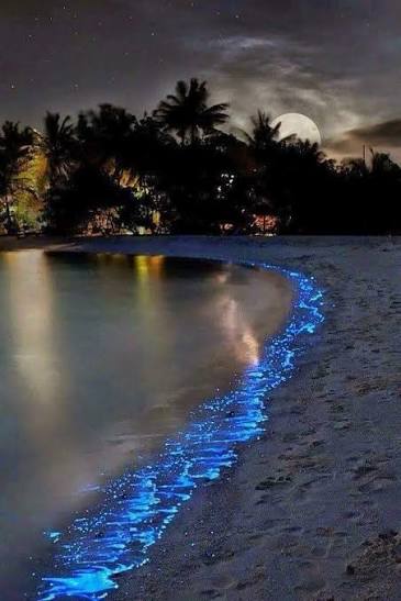 Mare di stelle! Effetto naturale causato dal fitoplancton nelle isole delle  Maldive