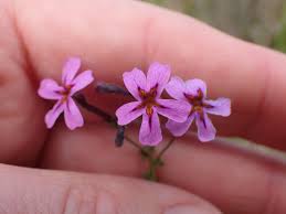 Image result for Jamesbrittenia burkeana