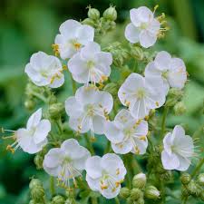 The lush foliage takes on attractive purple tints in the fall, extending the season of. Geranium Macrorrhizum White Ness White Flower Farm