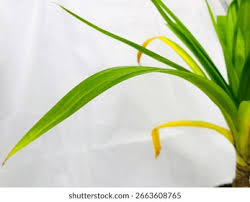 Image result for Pandanaceae