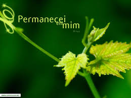 Resultado de imagem para SOMOS PARTE DA VIDEIRA CELESTIAL COM CRISTO