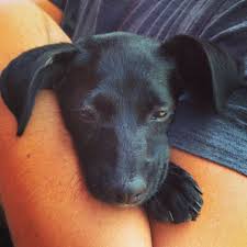 The cheagle is a small statured designer breed developed by here comes ben, a cute and lovable chihuahua mix puppy ready to be your new best friend! Chihuahua Black Mix Pets Lovers