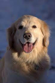 pin on golden retriever dog art portraits photographs information and just plain fun by artist kline