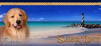 Where can you find golden retrievers? Shor 39 Line Golden Retrievers Golden Retriever Breeder Illinois Michigan Iowa Indiana Amp Michiga Golden Retriever Retriever Puppy Golden Retriever