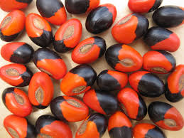 Image result for Erythrina madagascariensis