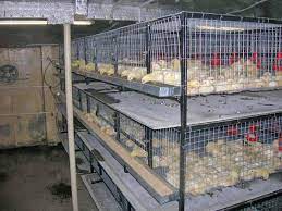 Ayam bangkok memiliki 2 jenis sisik pada kakinya. Kandang Ayam Diy Untuk Ayam Bakar