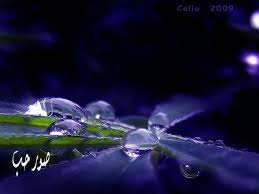 خلفيات تويتر طبيعية حلوة صور قطرات الندى لتويتر اجمل الصور على تويتر 215 Deep Blue Purple Palette Dark
