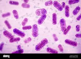 Image result for Enterobacter