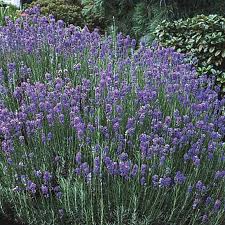 This is a type of lavender that is more suited for warm to hot climates, which makes it ideal for hardiness zones eight and nine. Hardy Lavender Gurney S Seed Nursery Co