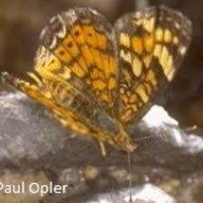 Image result for Mostuea batesii