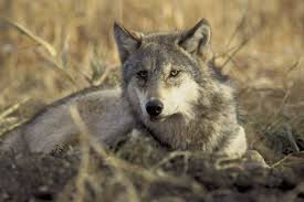 If we don't do something to save the most endangered animals today, they will soon become extinct and we humans will be to blame. Why Endangered Species Matter