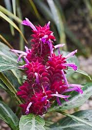 Image result for Justicia stachytarphetoides