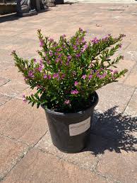 Image result for Cuphea hyssopifolia