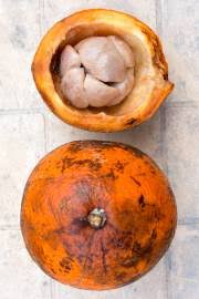 Image result for Landolphia incerta