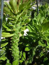 Image result for Monadenium rugosum