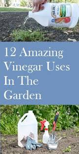 12 Amazing Vinegar Uses In The Garden Natural Insecticide Garden Garden Insects