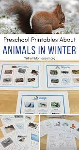 Animals In Winter Unit Trillium Montessori Winter Animals Preschool Winter Animals Kindergarten Winter Activities Preschool