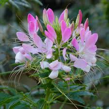 Image result for Cleome