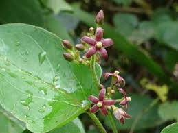 Image result for Vincetoxicum sylvaticum