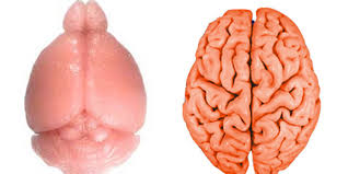 Image result for brain