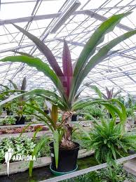 Image result for Crinum aurantiacum