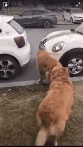 Giphy is how you search, share, discover, and create gifs. Top 30 Dog Fat Gifs Find The Best Gif On Gfycat