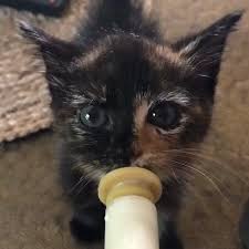 171 5k likes 2 496 comments cats of instagram cats of instagram on instagram from kitty fostering oz this w baby animals cute cats cute baby animals