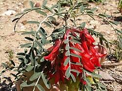 Image result for Lessertia macrostachya