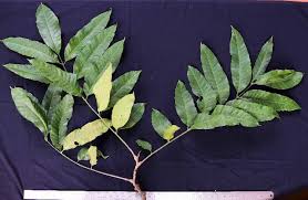 Image result for Aphanamixis