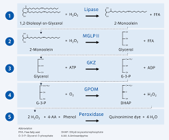 Image result for Lipase