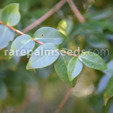 Image result for Eugenia uniflora