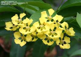 An evergreen vine that has twining stems bearing dark green, linear leaves. Vines And Climbers Mascagnia Macroptera Yellow Butterfly Vine Orchid Vine 1 By Seedpicker Tx