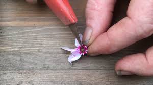 Platycodon 'astra semi double lavender' balloon flower from ebert's greenhouse village. The Anatomy Of A Cyclamen Flower Youtube