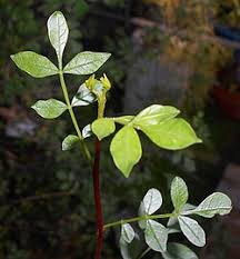 Image result for Commiphora kua
