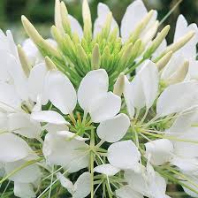 Image result for Cleome elegantissima