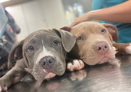 Maybe you would like to learn more about one of these? Animal Medical Center Of Ontario Mansfield Veterinary Hospital