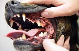 Check spelling or type a new query. A Guide To Caring For Your Dogs Teeth