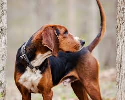 The ancestry of redbone coonhounds is somewhat of a mystery. Ukc Coonhounds Photos Facebook