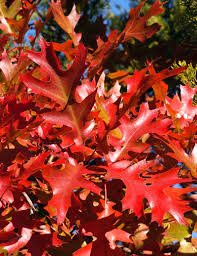 The following rank among the popular flowering varieties used in tn gardens. Best Fall Color Trees For Texas Neil Sperry S Gardens