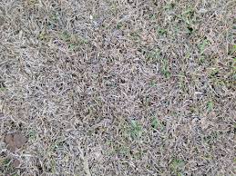 Will centipede grass take over bermuda grass? Is This Thatch In Centipede Lawnsite Is The Largest And Most Active Online Forum Serving Green Industry Professionals
