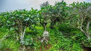 Image result for Theaceae