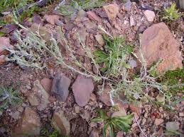 Image result for Pseudognaphalium luteo-album