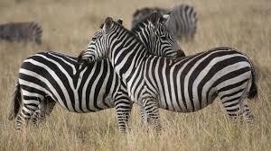 Weil er aber schon ein paar jahre alt ist, hat sich wohl irgendwas verschmutzt, so daß beim drucken vertikale weiße streifen aufs papier kommen (da kommt wohl dann kein toner drauf). Britische Forscher Zum Zebrafell Schwarz Weisse Streifen Als Muckenschutz