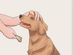 We've selected our favorite joint health supplements. 4 Ways To Get Your Dog To Swallow A Pill Wikihow