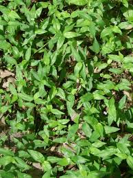 Image result for Commelina