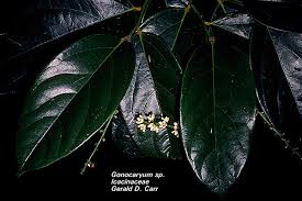 Image result for Icacinaceae