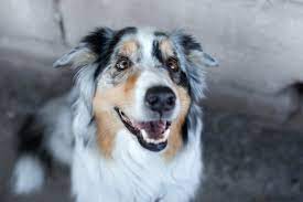 Black, red, red merle, and blue merle (merle being the genetic pattern that occurs in a dog's coat, often appearing as speckled patches of color). The Australian Shepherd Modern Dog Magazine