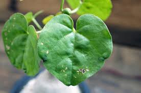 Image result for Pyrenacantha kirkii